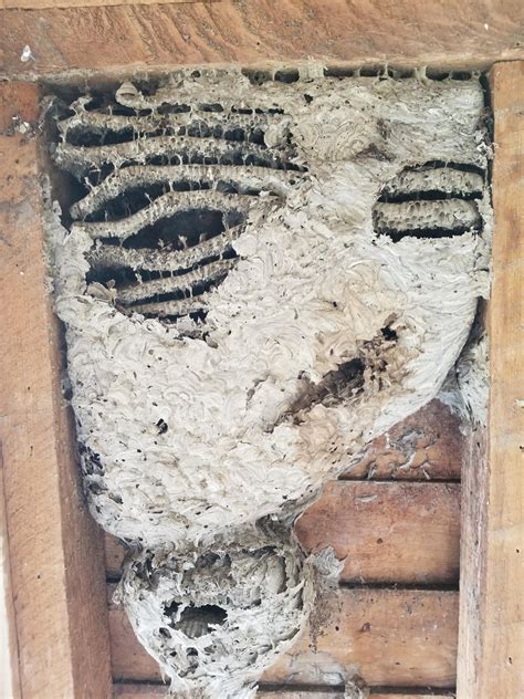wasps nest in wall